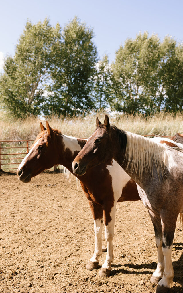Horses at Sagebrush Vista, Spring Creek Ranch, Jackson Hole, Wyoming